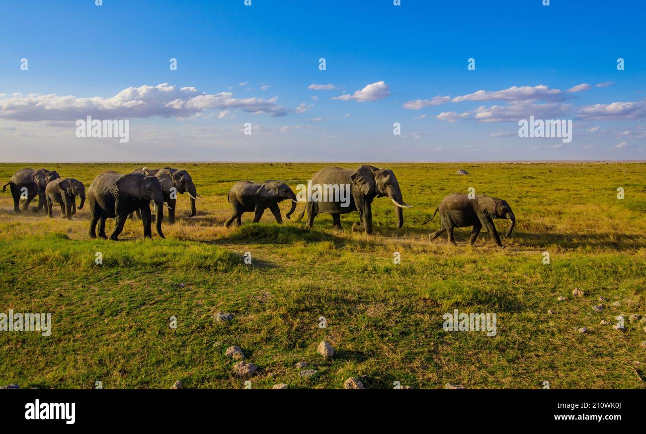 Elefanti africani, elefanti africani, gruppo di elefanti africani, elefanti africani Foto Stock