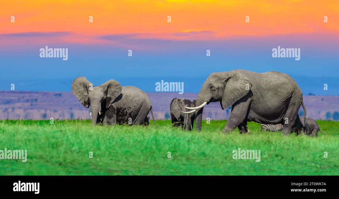 Elefanti africani, elefanti africani, gruppo di elefanti africani, elefanti africani Foto Stock