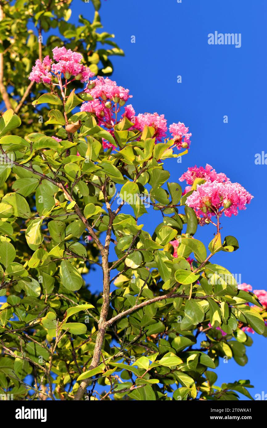 Rami, foglie e fiori del mirto di colza (Lagerstroemia indica) contro il cielo blu Foto Stock