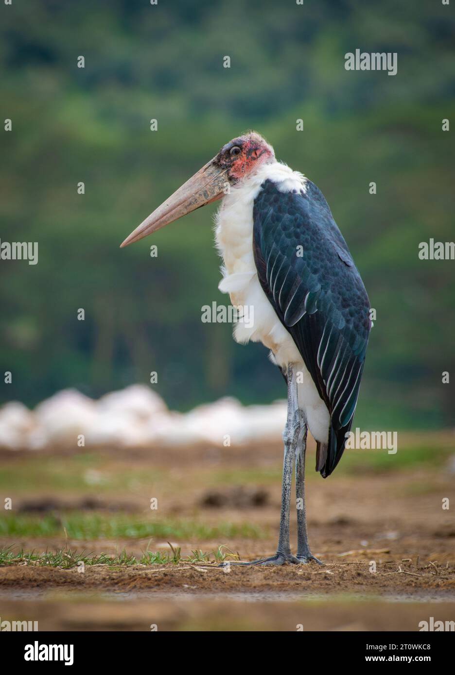 Cicogna Marabou grande uccello da guado della famiglia delle cicogne, cicogna africana Marabou Foto Stock