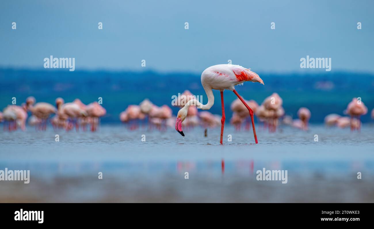 Greater Flamingo, Greater Flamingos, Group of Greater Flamingo, Group of Greater flamingos, African flamingo, African flamingos Foto Stock