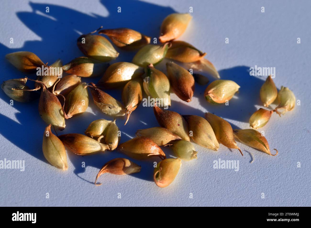 Semi di aglio selvatico (Allium sp) su sfondo bianco. Foto Stock