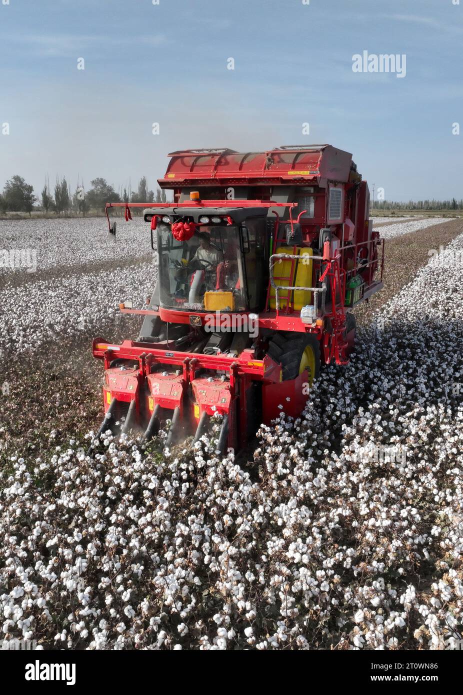 KORLA, CINA - 9 OTTOBRE 2023 - Un coltivatore di cotone raccoglie cotone in un campo a Korla, provincia dello Xinjiang, Cina, 9 ottobre 2023. Foto Stock