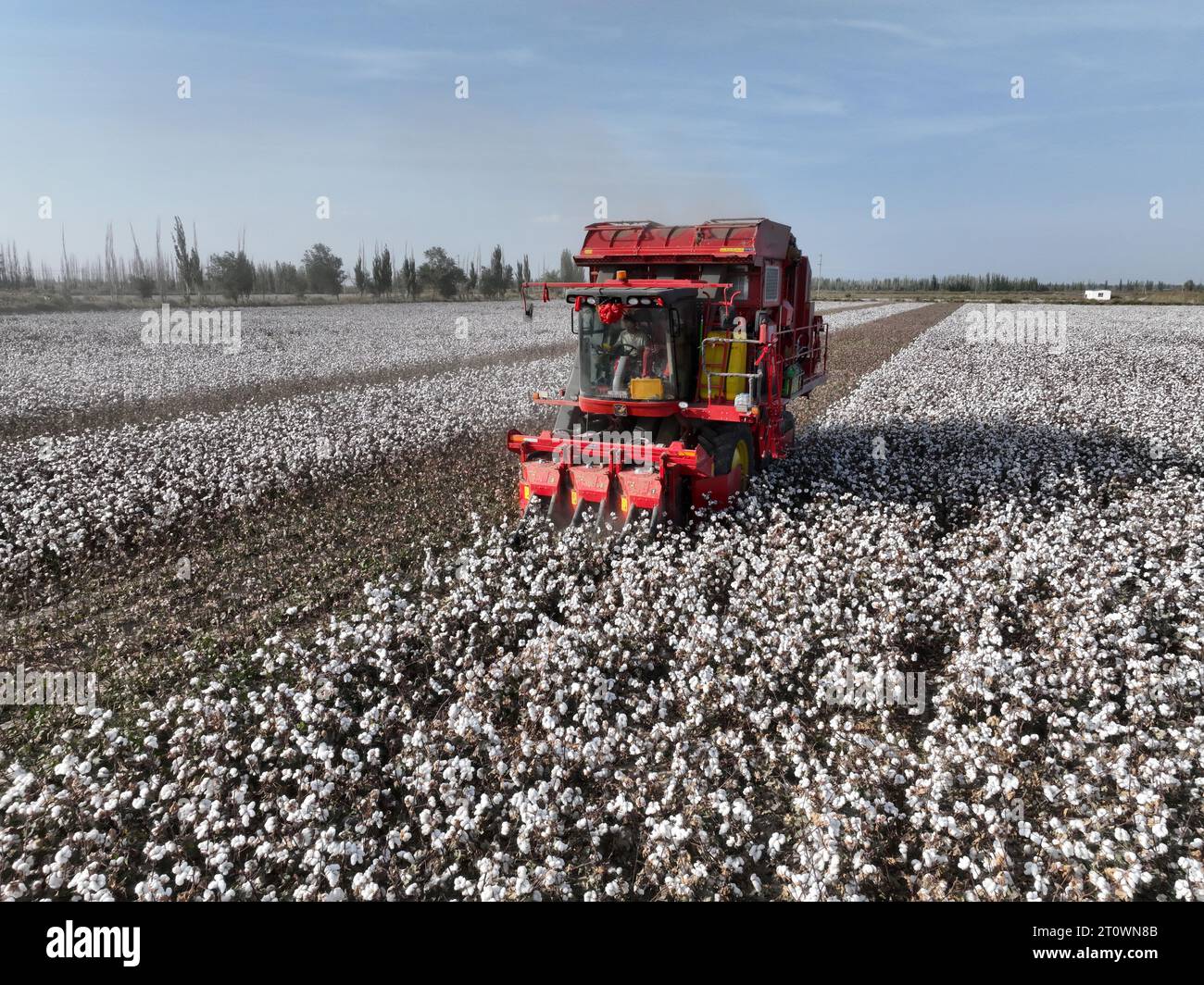 KORLA, CINA - 9 OTTOBRE 2023 - Un coltivatore di cotone raccoglie cotone in un campo a Korla, provincia dello Xinjiang, Cina, 9 ottobre 2023. Foto Stock