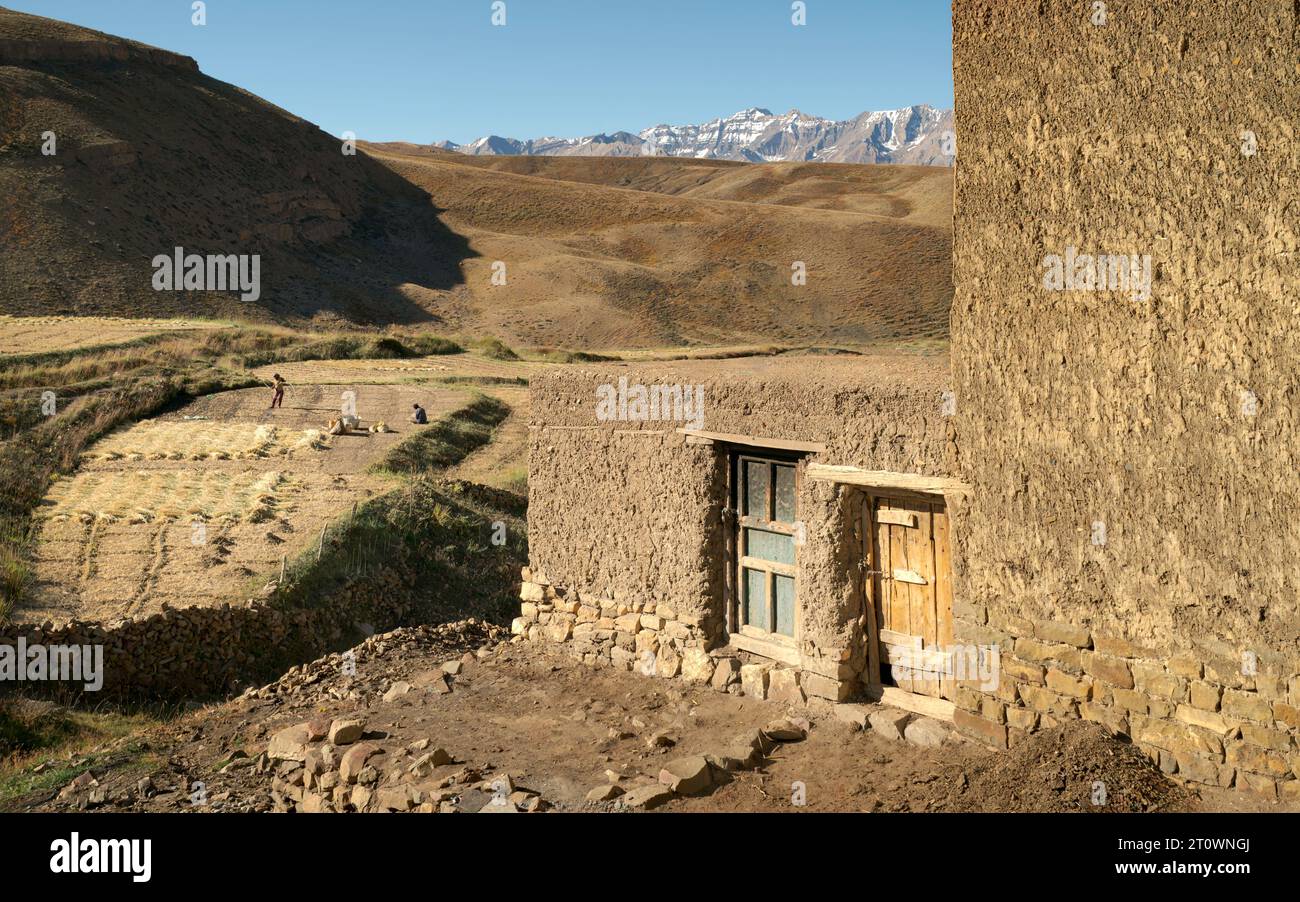 Scena del villaggio con casa tradizionale intonacata di fango e gente che lavora su campi di grano tra l'Himalaya nel villaggio di Komic, India. Foto Stock