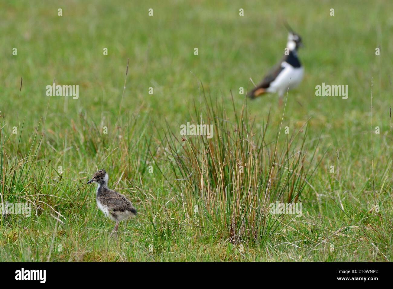 Vanellus vanellus, Kiebitz Küken, pulcino a nord Foto Stock