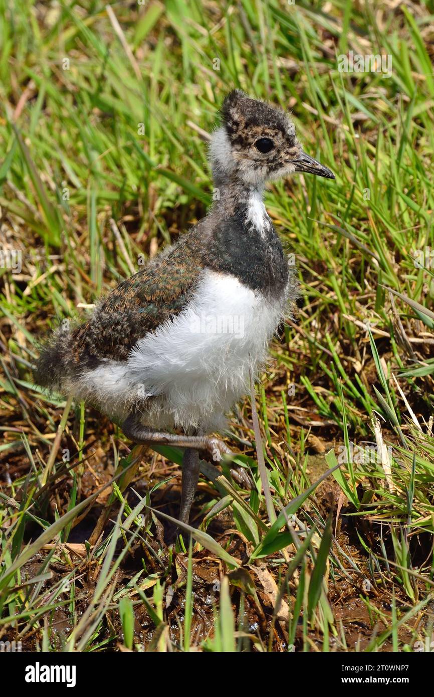 Vanellus vanellus, Kiebitz Küken, pulcino a nord Foto Stock