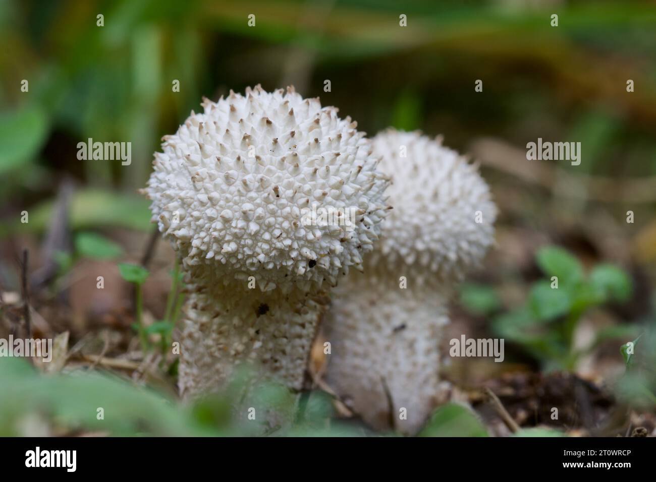 Un paio di polpette comuni, Lycoperdon perlatum, campioni giovani sono considerati un buon fungo commestibile Foto Stock