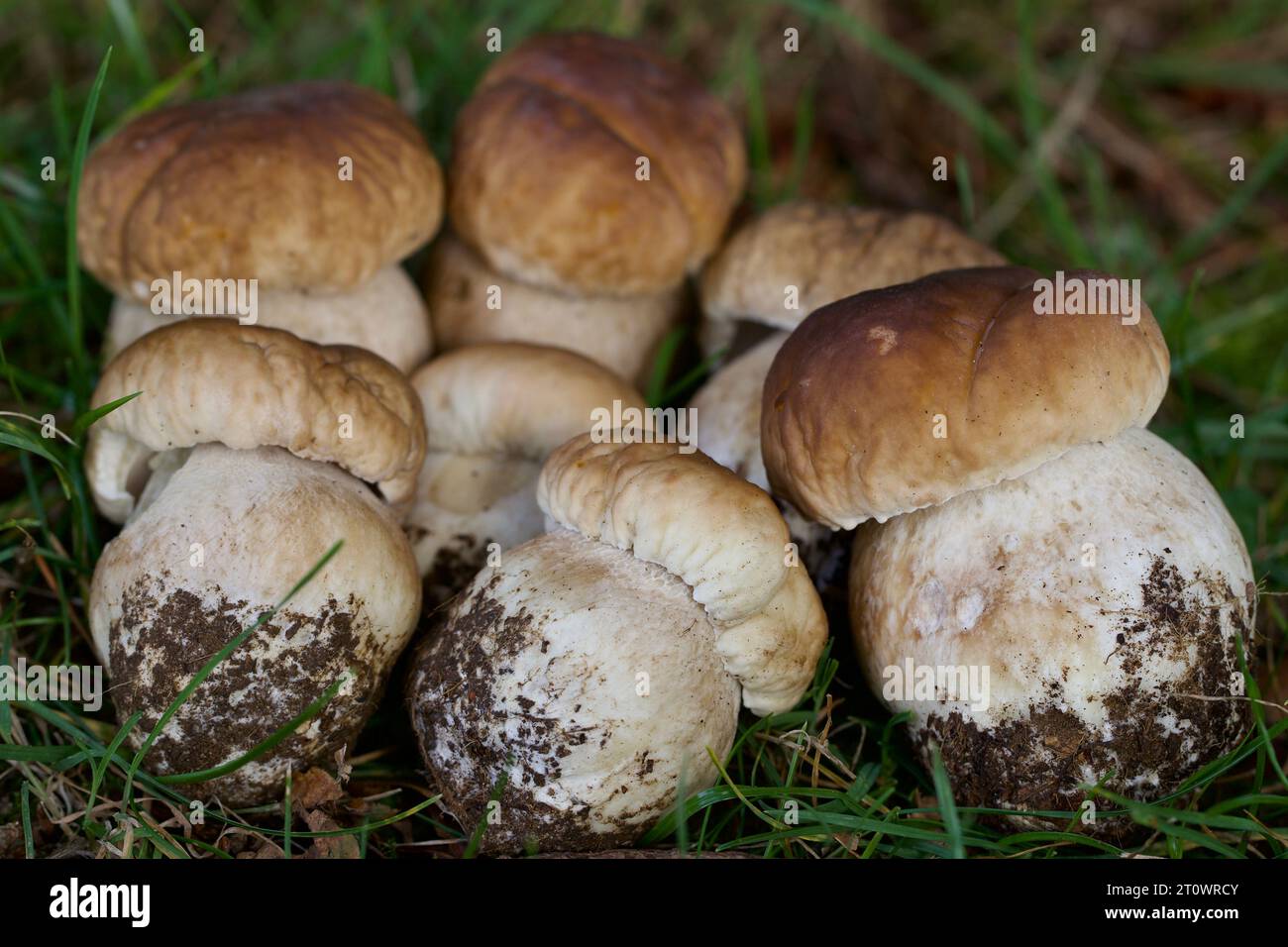 Il celebre funghi selvatici, il CEP, Penny Bun, Funghi Porcini - tutti utilizzati per descrivere il Boletus Edulis Mushroom, molto apprezzato per le sue doti culinarie Foto Stock