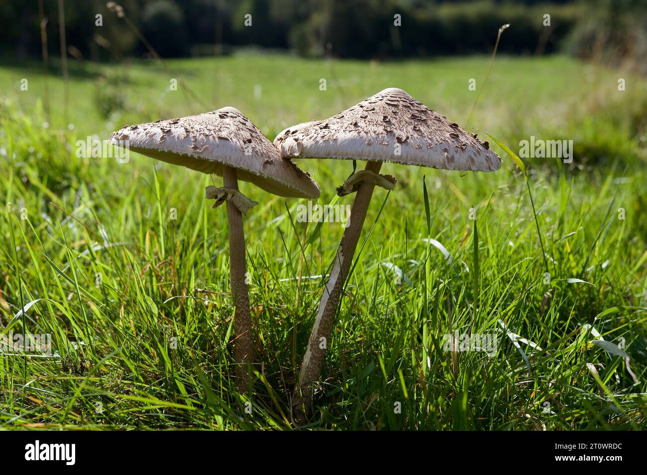 Il fungo Parasol, Macrolepiota procera, considerato un buon fungo commestibile, ma occorre prestare attenzione a non confondere con altre specie simili Foto Stock
