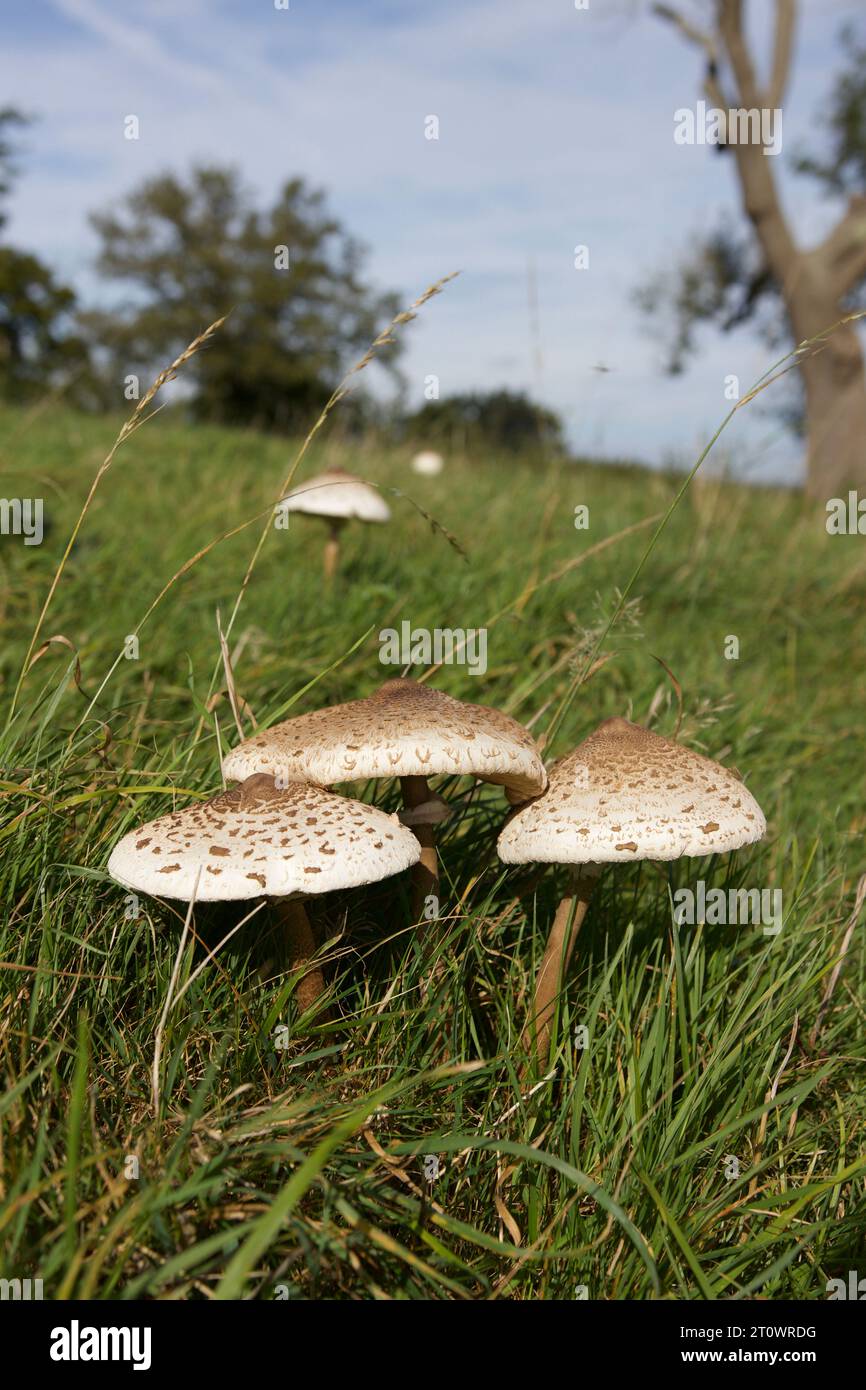 Il fungo Parasol, Macrolepiota procera, considerato un buon fungo commestibile, ma occorre prestare attenzione a non confondere con altre specie simili Foto Stock