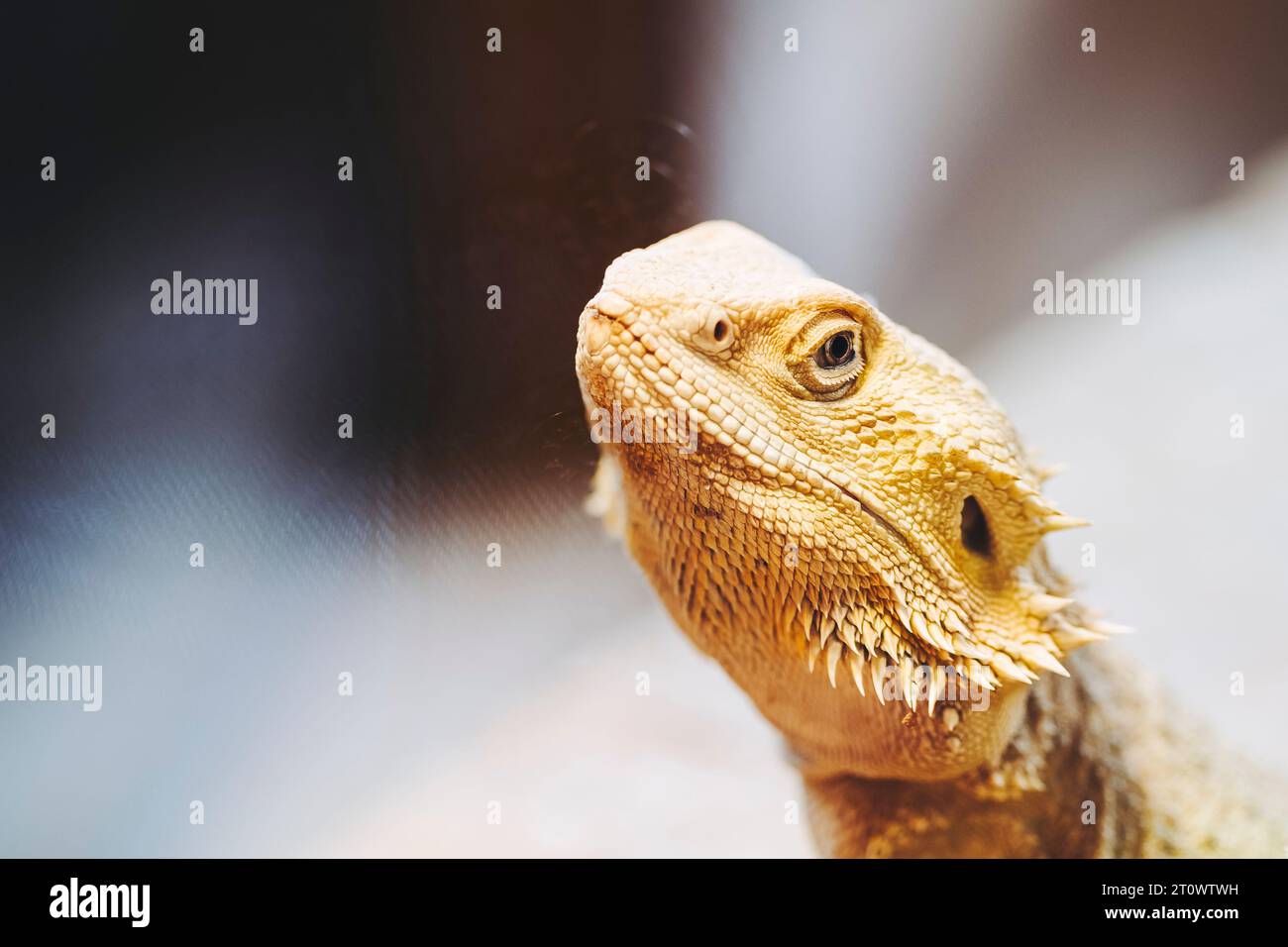 Rettile drago barbuto o Pogona vitticeps Foto Stock