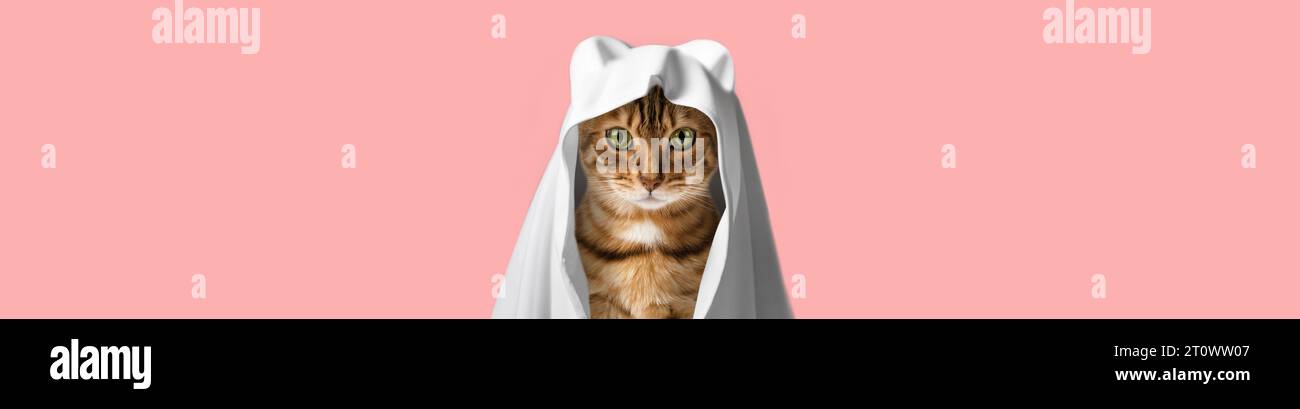 Gatto rosso in costume fantasma. Ghost Cat, sfondo festivo per Halloween. Foto Stock