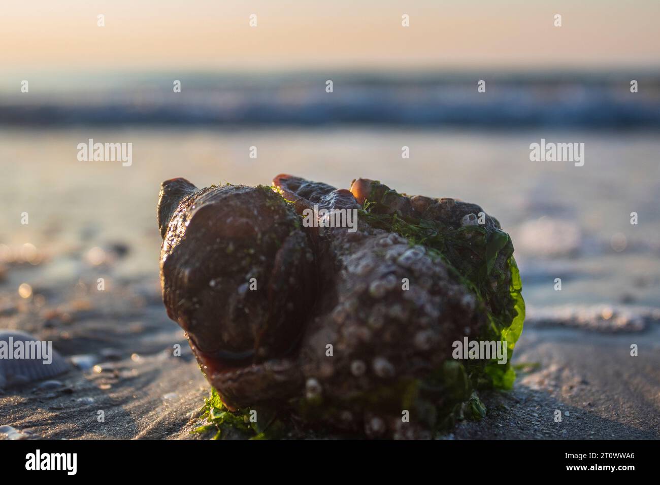 creatura, lumaca, guscio a spirale, granchio da cocco, paesaggio marino, relax, conchiglia, libertà, design, blu, ali, pesci, paesaggio, selvaggio, fauna selvatica, all'aperto, e Foto Stock