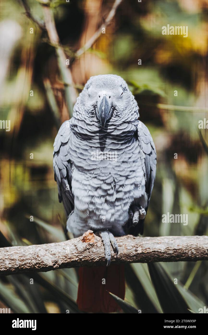 Splendido pappagallo grigio Gaboon o Psittacus erithacus Foto Stock