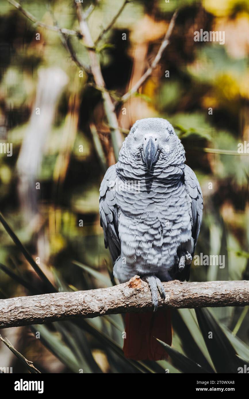Splendido pappagallo grigio Gaboon o Psittacus erithacus Foto Stock