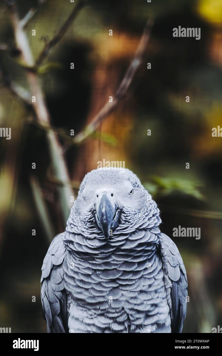 Splendido pappagallo grigio Gaboon o Psittacus erithacus Foto Stock