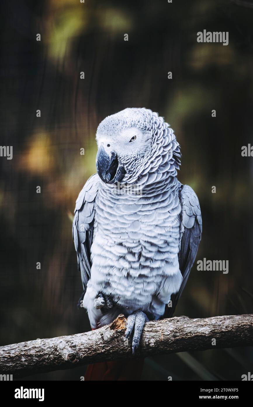 Splendido pappagallo grigio Gaboon o Psittacus erithacus Foto Stock