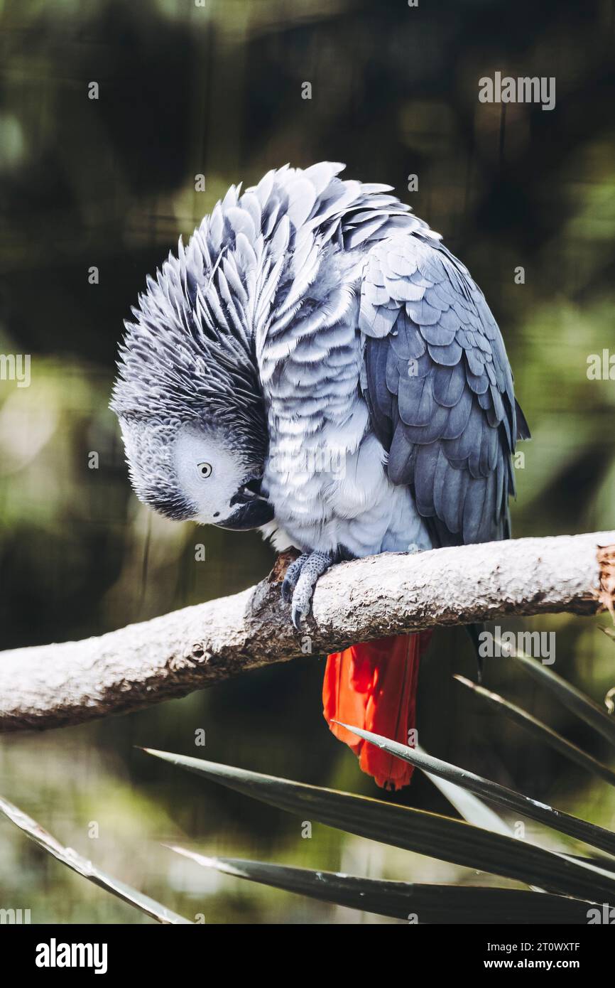 Splendido pappagallo grigio Gaboon o Psittacus erithacus Foto Stock