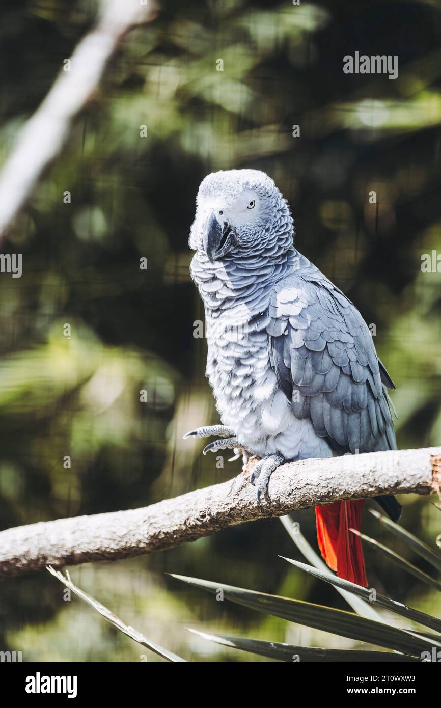 Splendido pappagallo grigio Gaboon o Psittacus erithacus Foto Stock