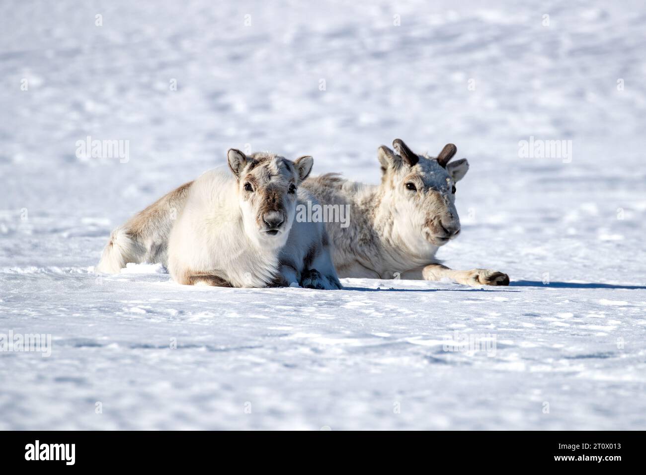 Coppia di renne, giovani maschi e femmine, sulla neve delle Svalbard, un arcipelago norvegese tra la Norvegia continentale e il Polo Nord Foto Stock