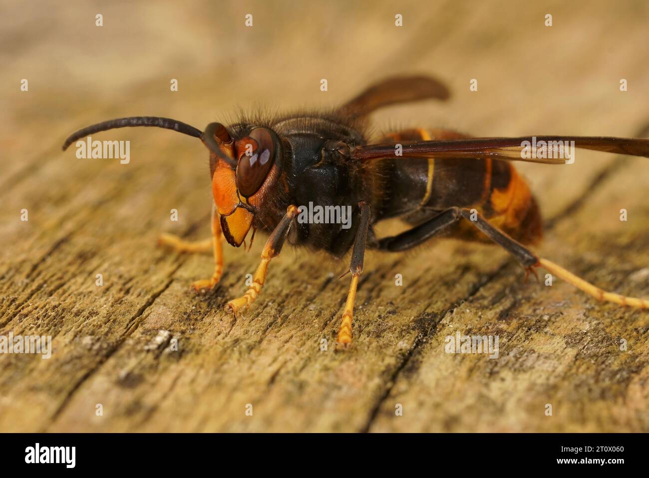 Primo piano naturale su un operaio della specie invasiva di calabroni asiatica, Vespa velutina, una delle principali minacce per l'apicoltura Foto Stock