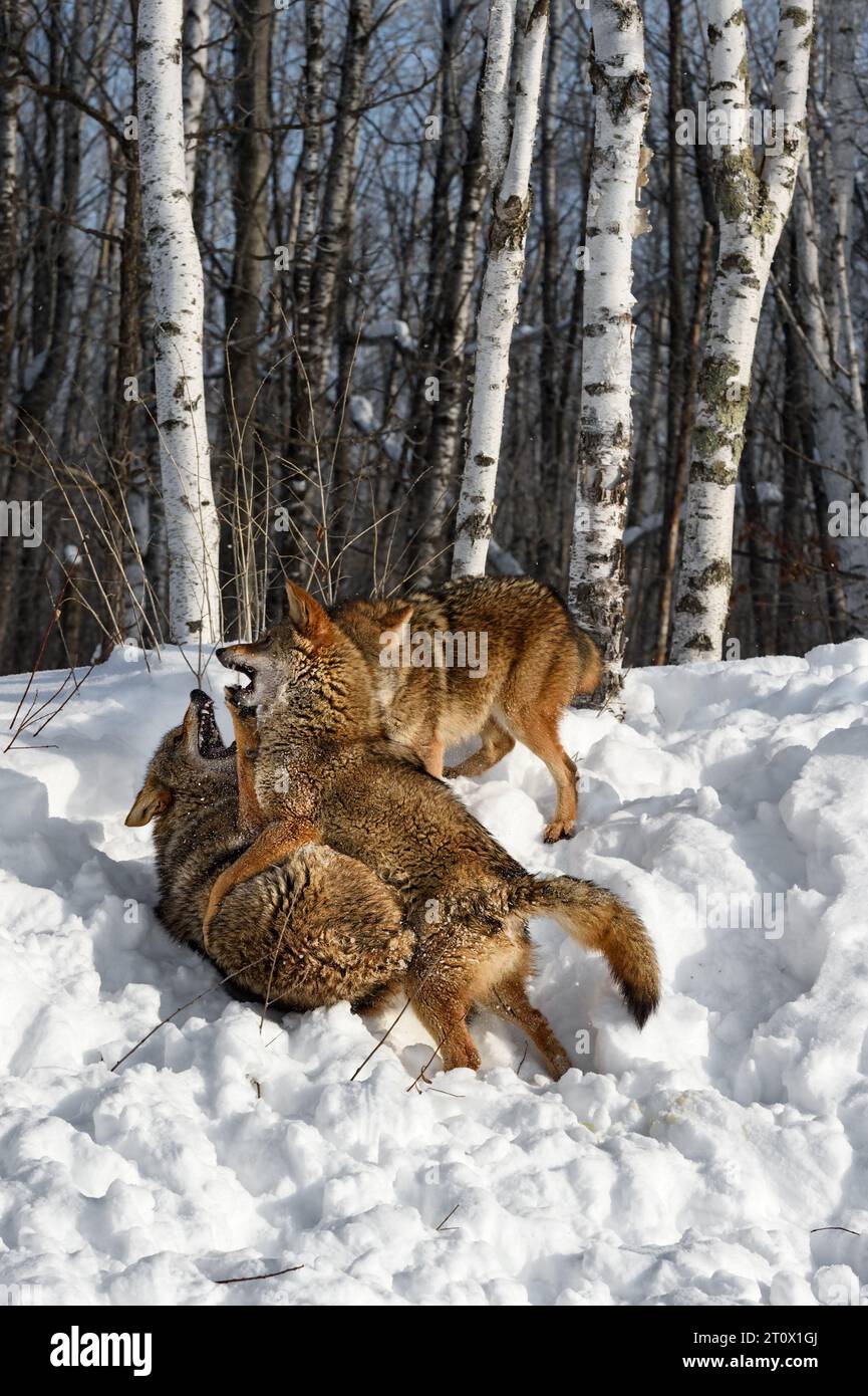 Trio di Coyotes (Canis latrans) combattono contro i denti Bared sull'Embankment Winter - animali in cattività Foto Stock