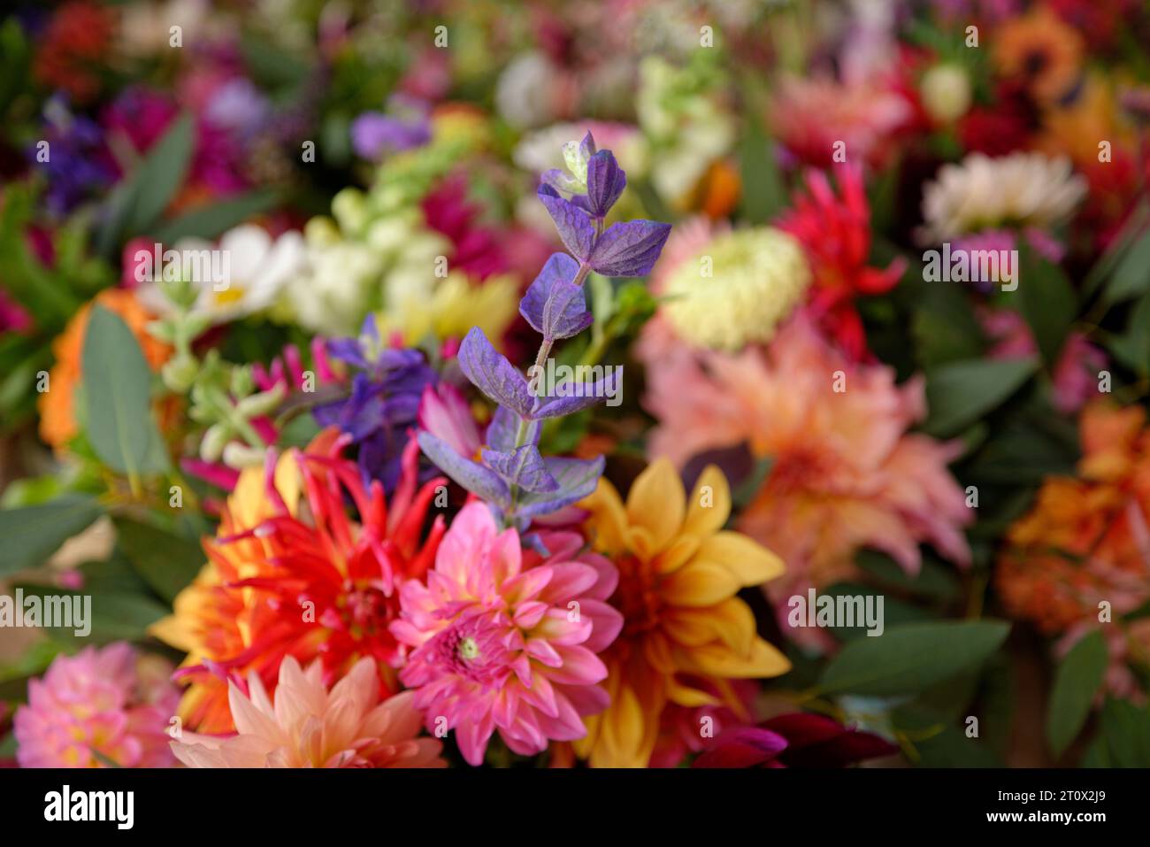 Molti vasi di fiori colorati pronti per un ricevimento di nozze. Foto Stock