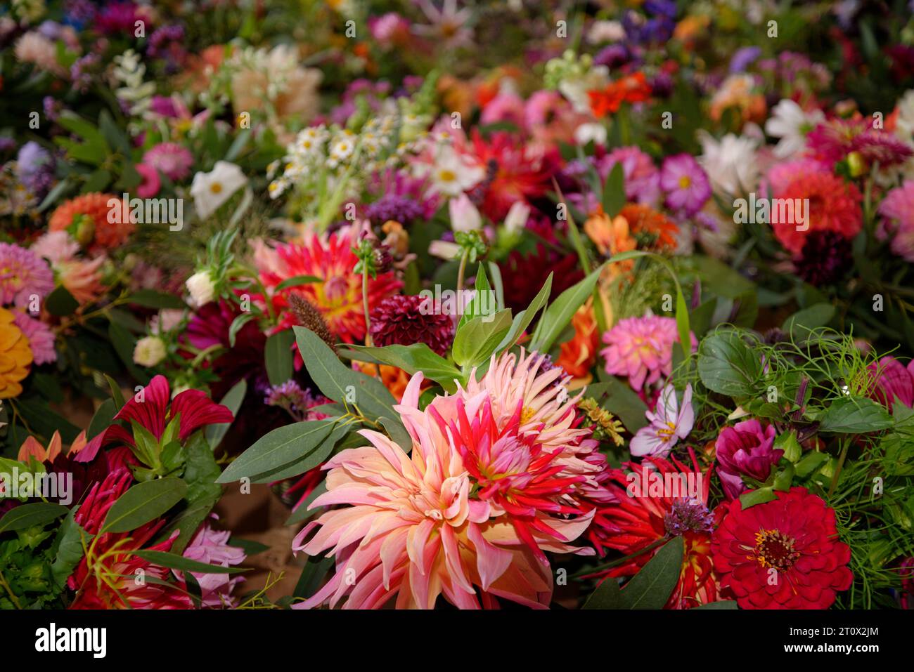 Molti vasi di fiori colorati pronti per un ricevimento di nozze. Foto Stock