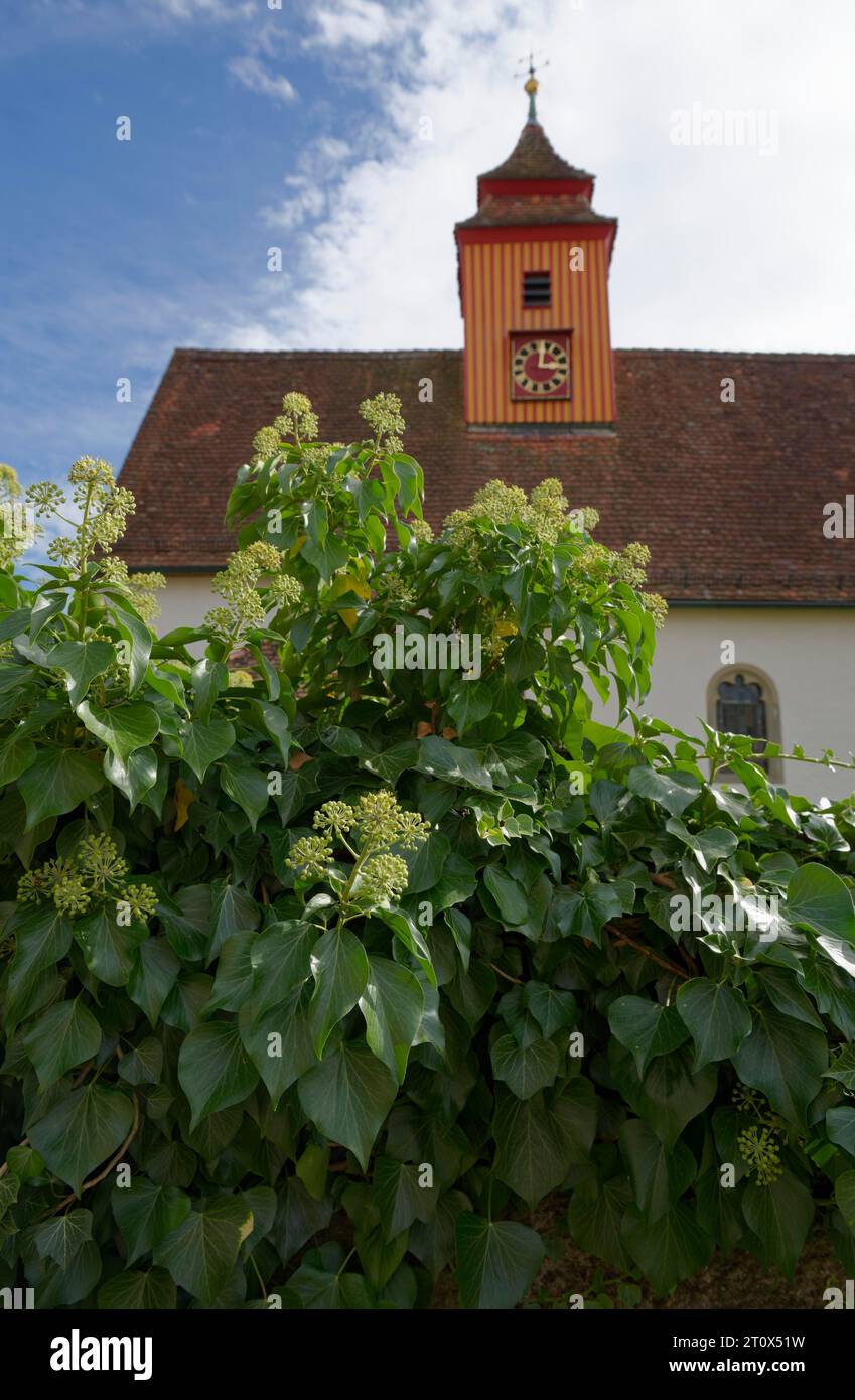 Ivy (Hedera helix), Gottwollshausen, Church, Schwaebisch Hall, Hohenlohe, Heilbronn-Franken, Baden-Wuerttemberg, Germania Foto Stock