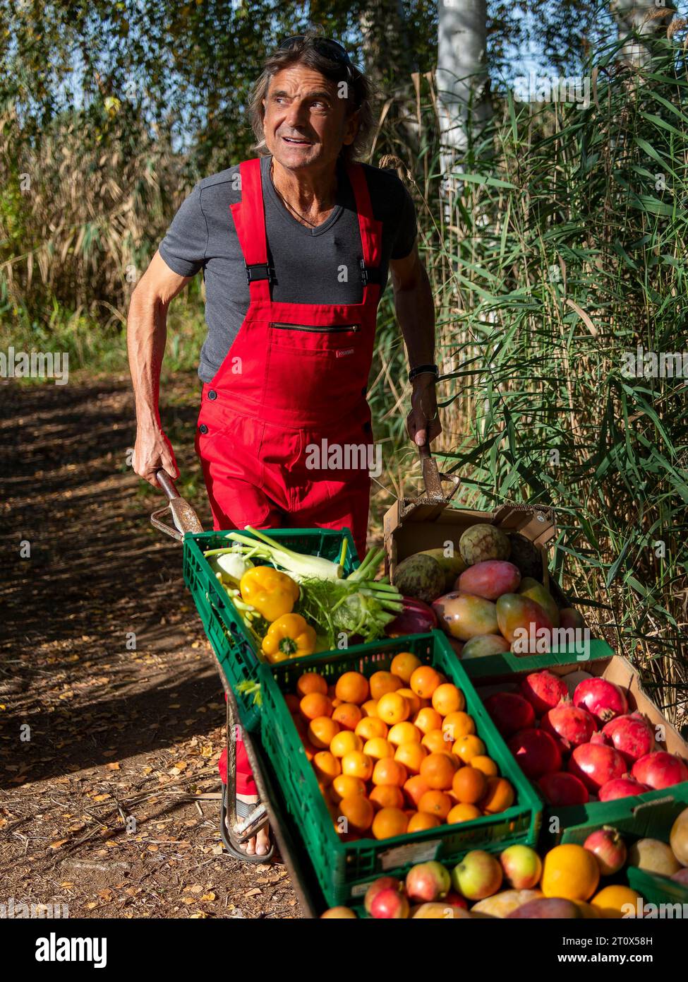 Uomo in pantaloni da lavoro rossi che spinge carriola piena di frutti diversi nella foresta di betulle, mangiare sano, Germania Foto Stock