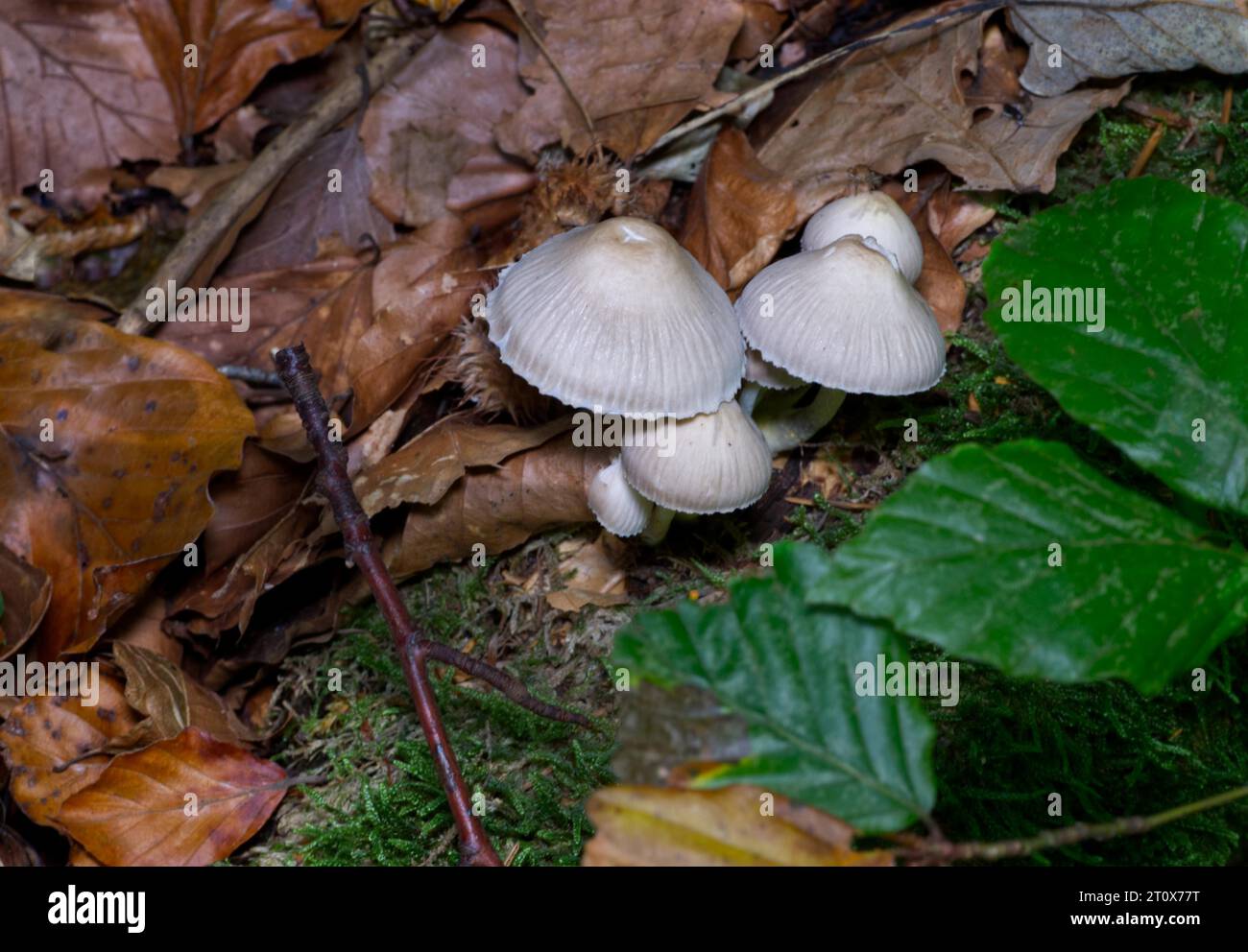 Cofano a grappolo (Mycena inclinata) Foto Stock