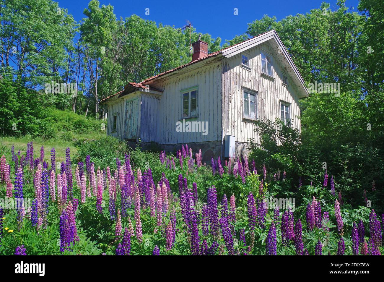 Vecchia casa di legno abbandonata di fronte ai lupini, idyl, Spring, Goetalands Laen, Svezia Foto Stock