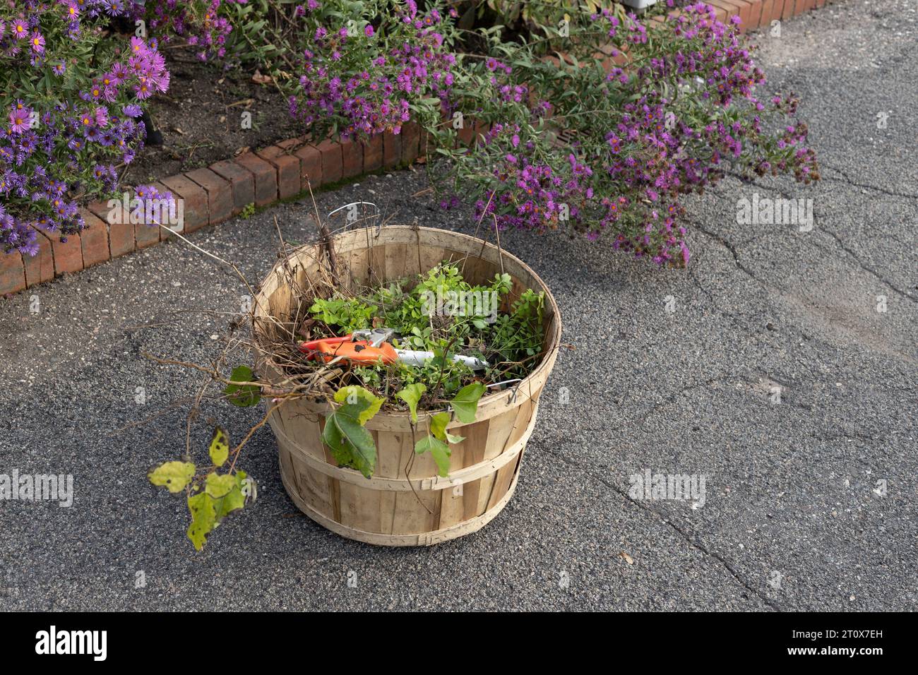 Un cestino contenente ritagli e cesoie del giardino pulisce all'inizio dell'autunno. Foto Stock