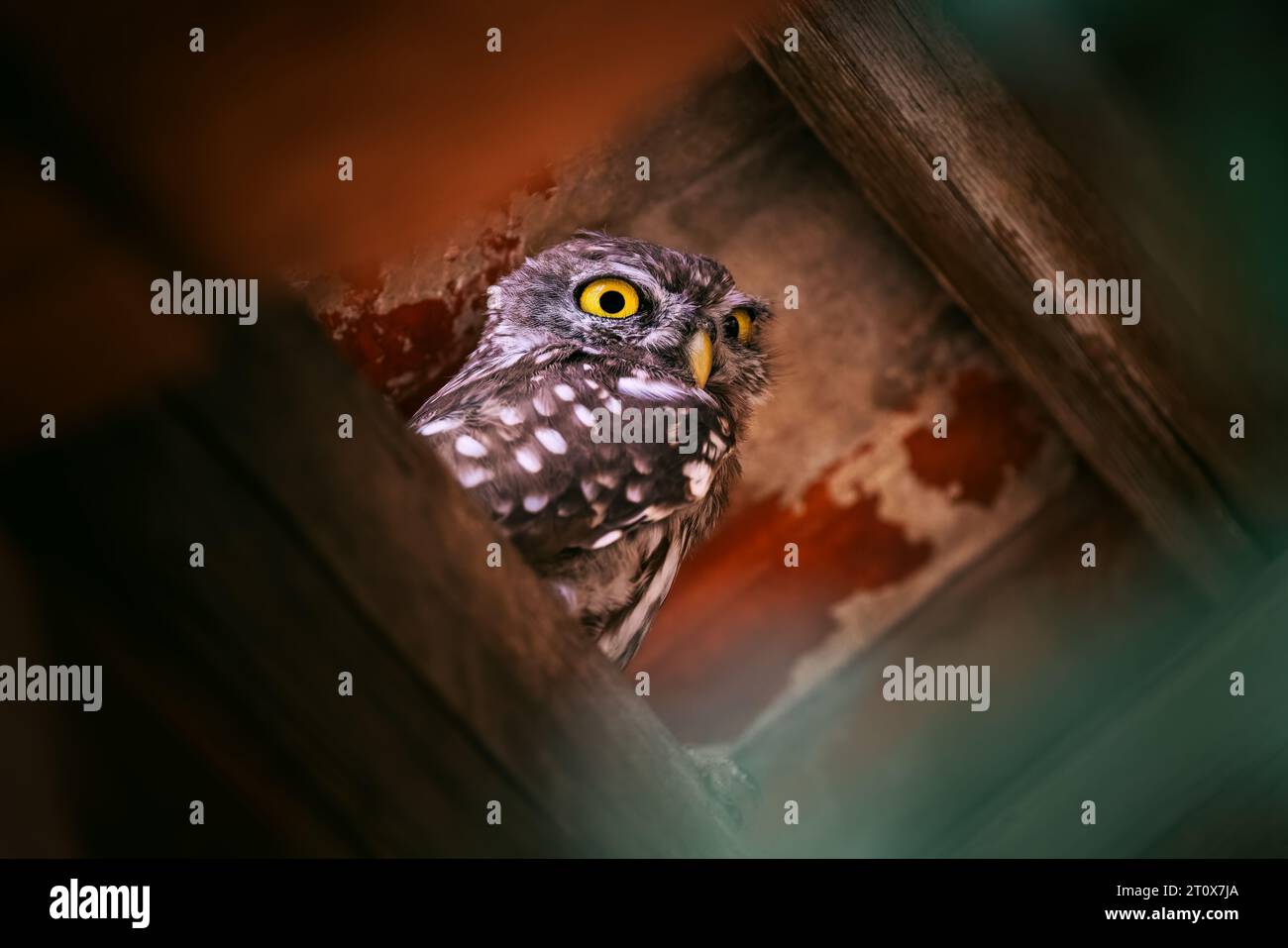 Piccolo gufo (Athene noctua) arroccato sotto il tetto in un edificio abbandonato in campagna in una foresta Foto Stock