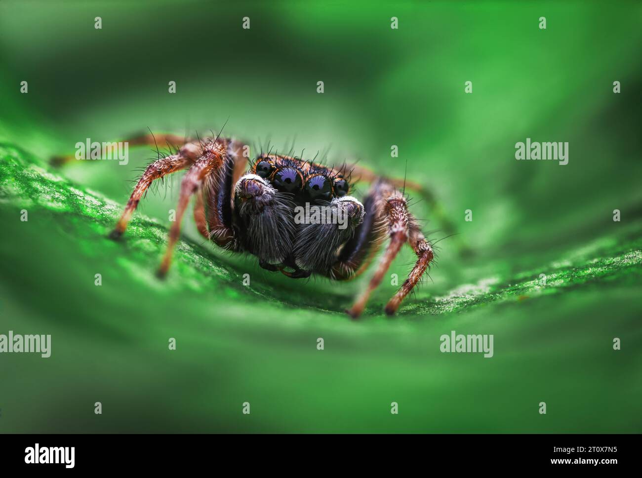 Primo piano del ragno saltato su una foglia verde Foto Stock