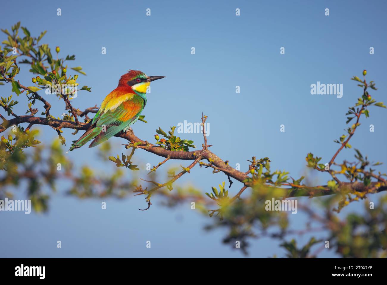 Un uccello di colore che mangia le api in piedi su un ramo di albero in fiore Foto Stock
