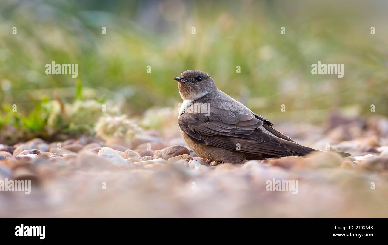 Crag martin (Ptyonoprogne rupestris) alla ricerca di materiale di nidificazione sul terreno, la Serena steppa area, Estremadura, Spagna Foto Stock