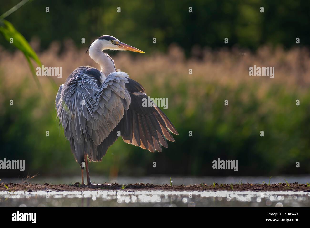 Aironi grigi (Ardea cinerea) per prendere il sole, asciugare il piumaggio, Parco Nazionale Kiskunsag, Ungheria Foto Stock