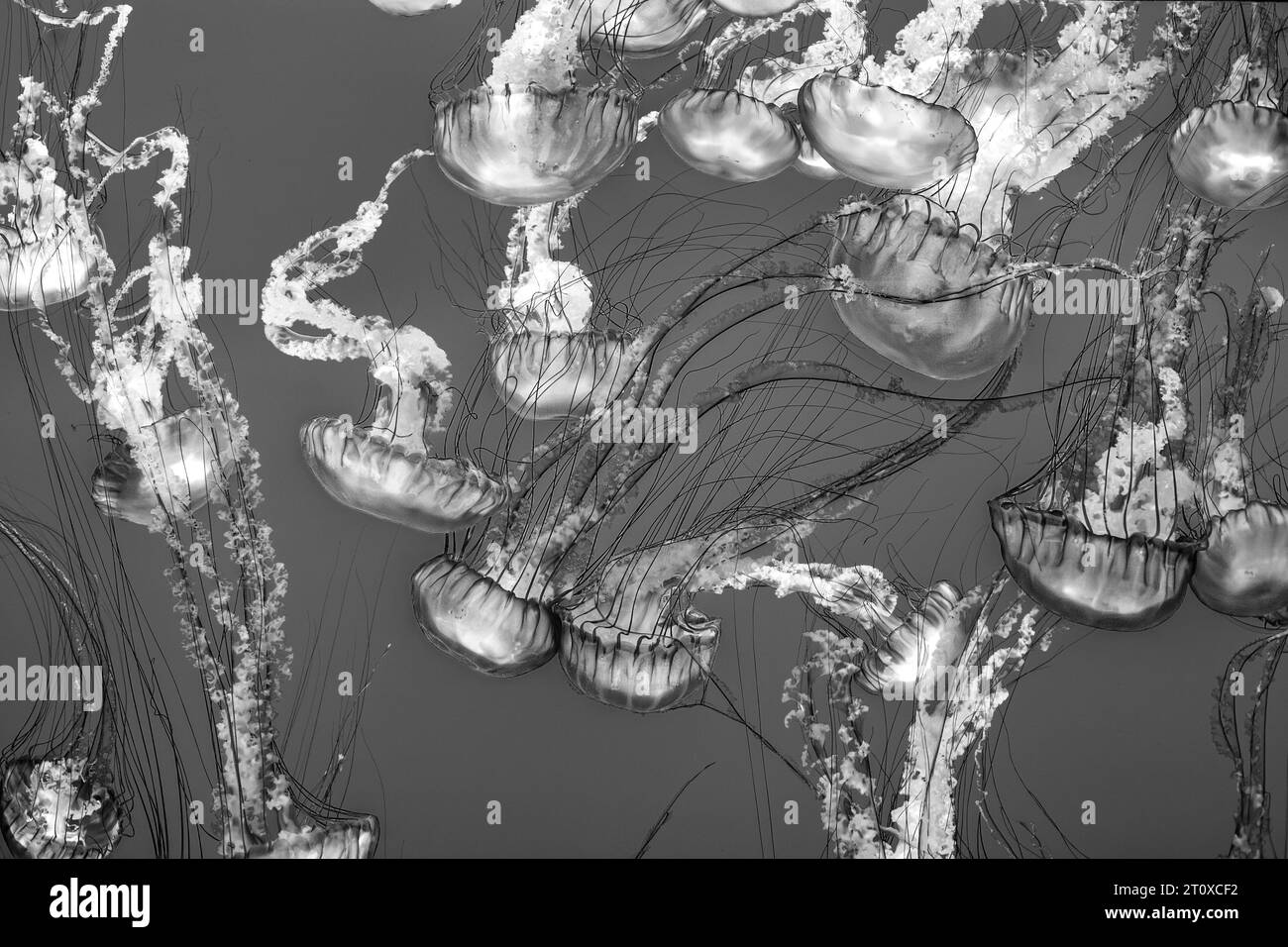 pesce gelatina nel mare blu che scivola nel profondo dell'oceano Foto Stock