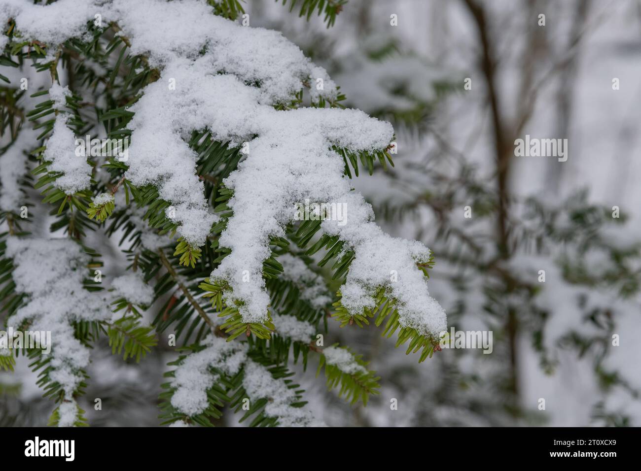 Neve su un abete nella foresta Foto Stock