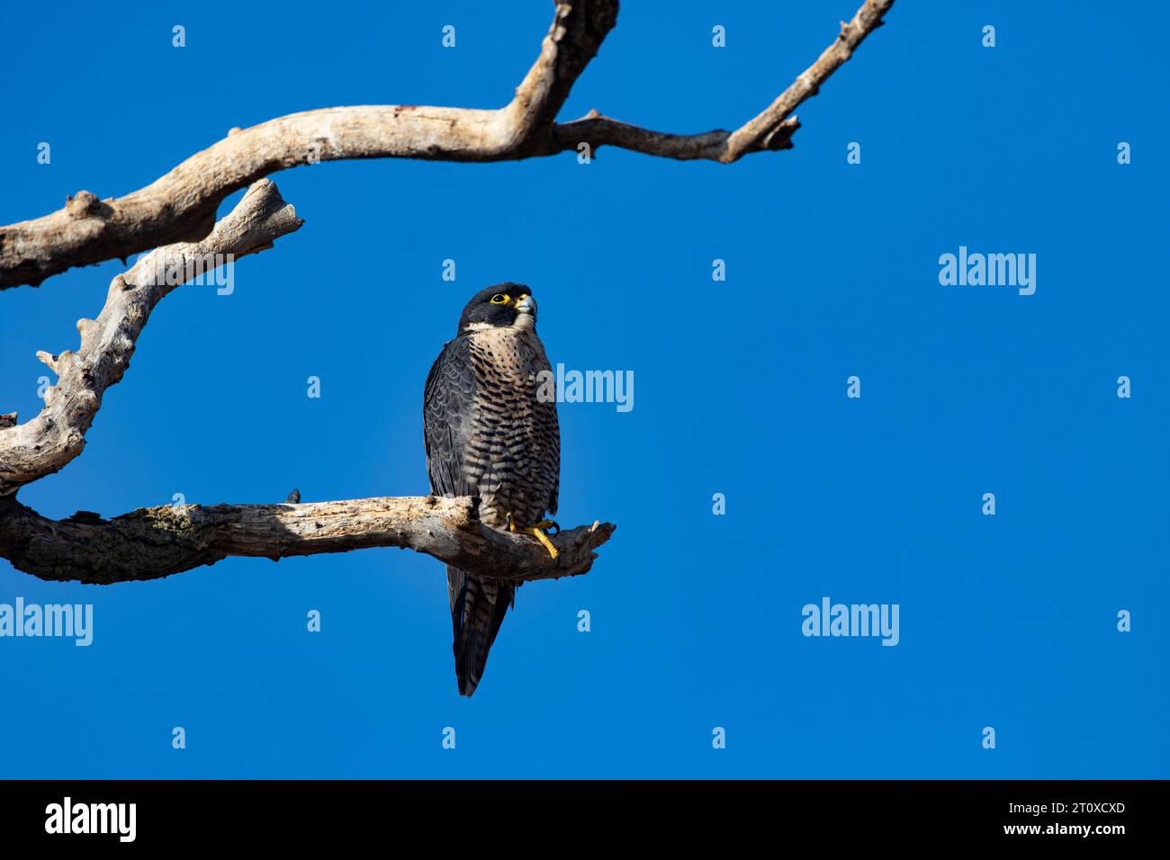 Splendido Falco Peregrine arroccato sul ramo di alberi morti del Sacramento National Wildlife Refuge in California, Stati Uniti Foto Stock