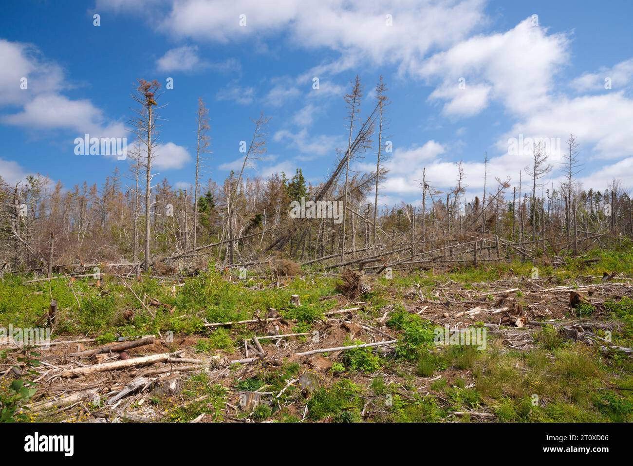 Alberi danneggiati dall'uragano Fiona nel 2022, nell'Isola del Principe Edoardo, Canada Foto Stock