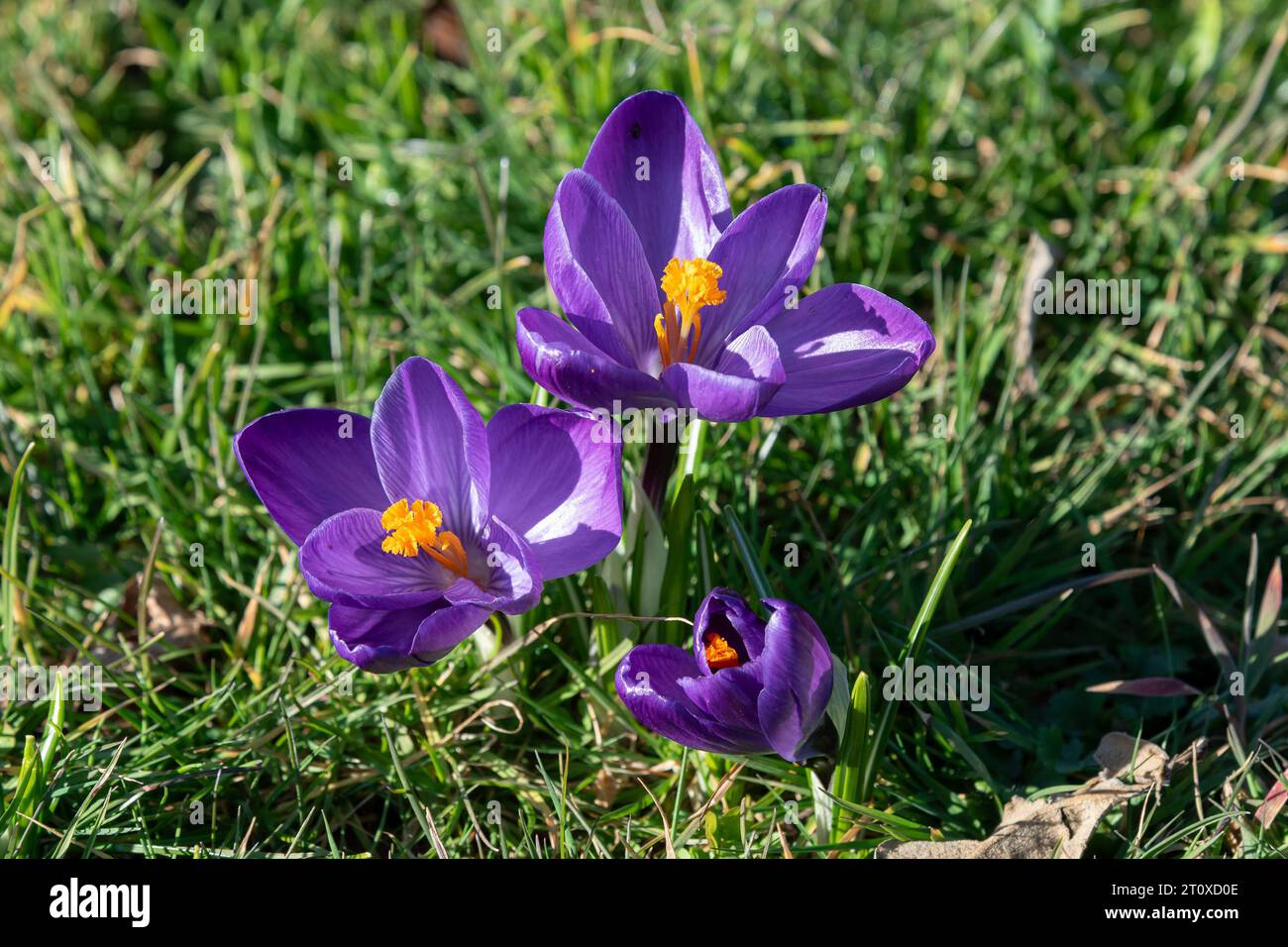 Crocus viola su un giardino Foto Stock