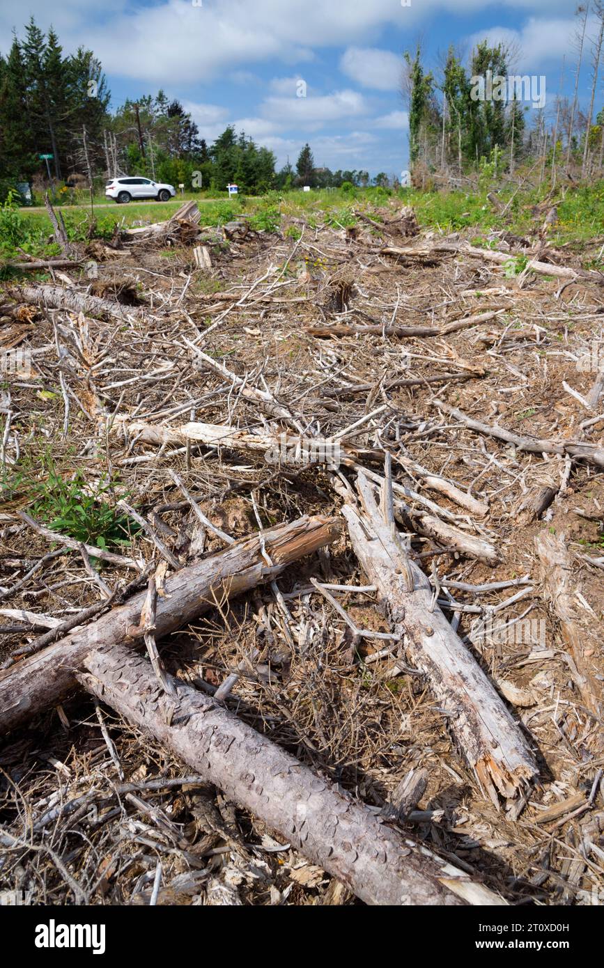 Alberi danneggiati dall'uragano Fiona nel 2022, nell'Isola del Principe Edoardo, Canada Foto Stock