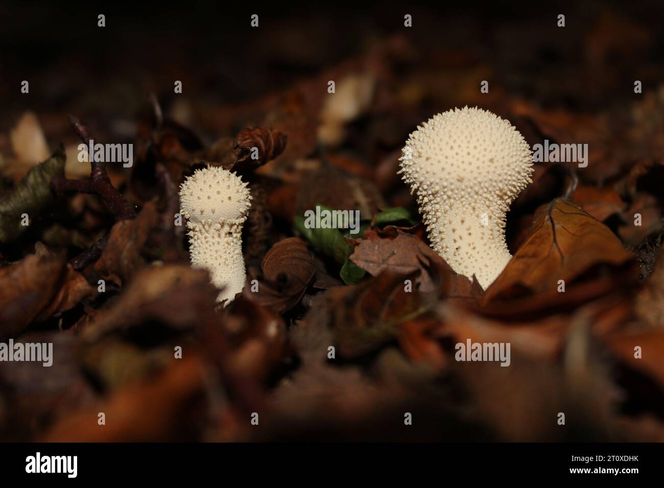 Funghi comuni (Lycoperdon perlatum) nel bosco britannico Foto Stock