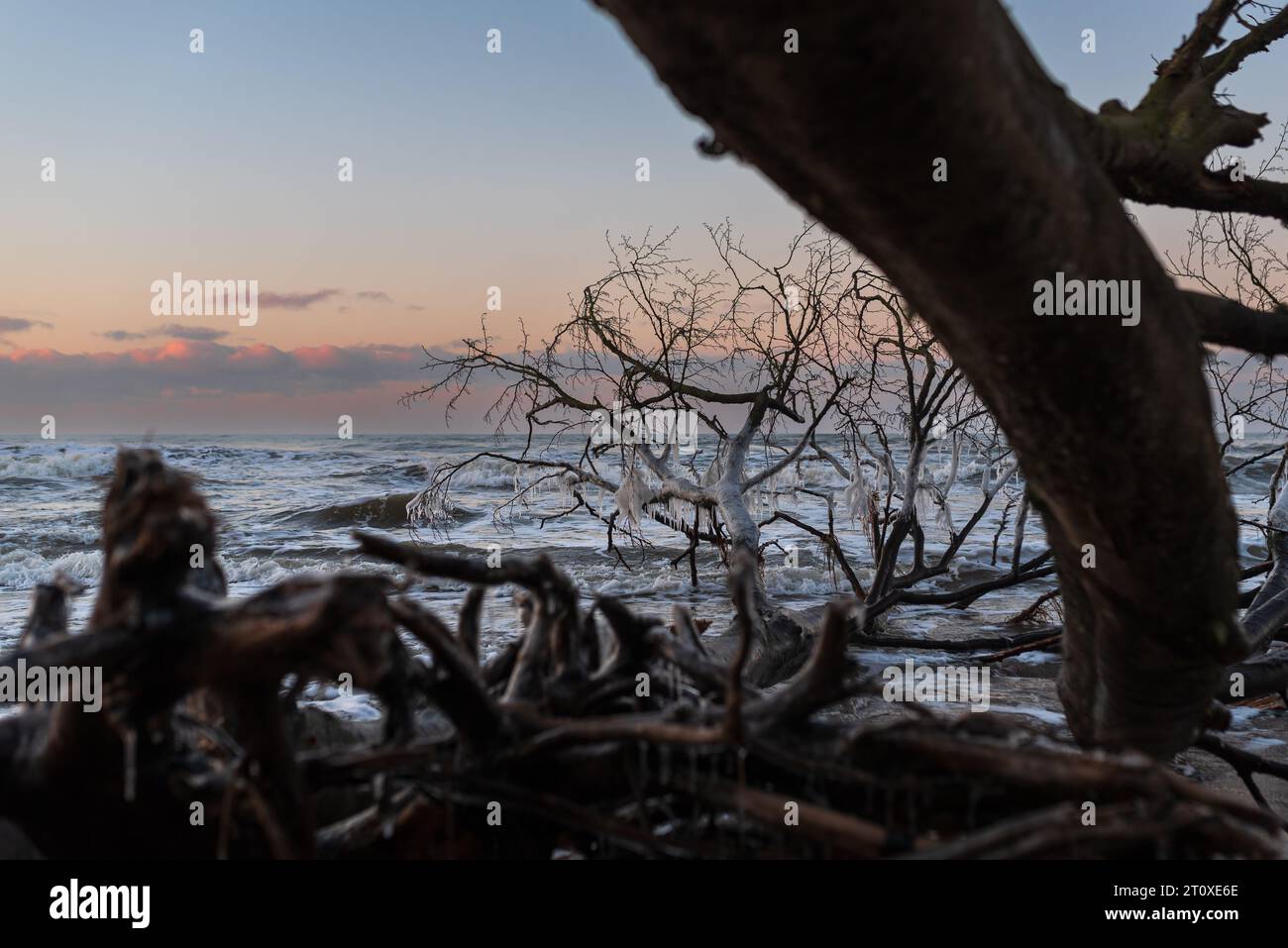 Alberi caduti ricoperti di ghiaccio sullo sfondo del mare e del tramonto Foto Stock