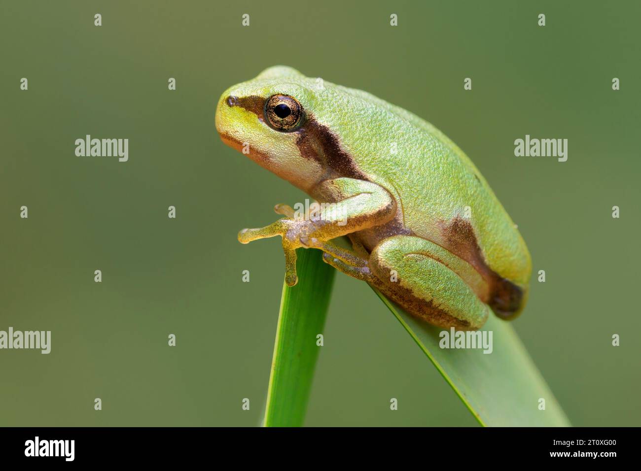 Italian Tree Frog (Hyla intermedia), vista laterale di un giovane attaccato a una foglia, Campania, Italia Foto Stock