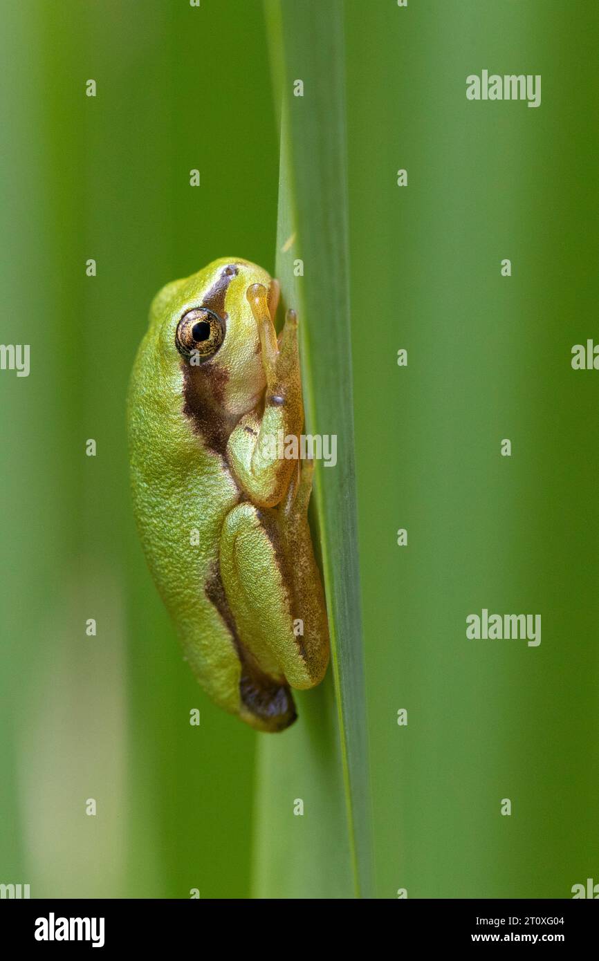Italian Tree Frog (Hyla intermedia), vista laterale di un giovane attaccato a una foglia, Campania, Italia Foto Stock