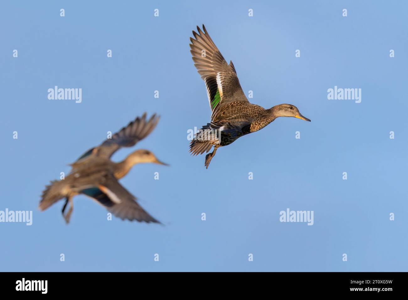 Teal eurasiatico (Anas crecca), due individui in volo, Campania, Italia Foto Stock